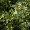 Greenspire Linden #7 - Image 2